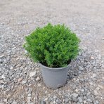 Hebe vždyzelené (Hebe ochracea) ´GREEN GLOBE´- výška 10 cm, Ø 10-15 cm, kont. P10